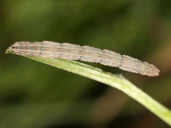  Chenille de Idaea aureolaria D. & S. - Wolfgang Wagner, www.pyrgus.de