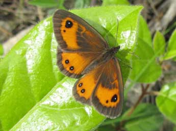 Pyronia bathseba F. adulte - Jean-Claude Grandmaire