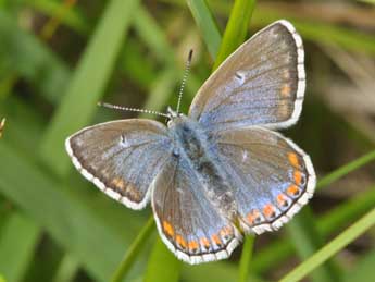 Lysandra bellargus Rott. adulte - Philippe Mothiron