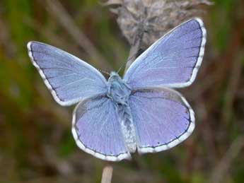 Lysandra bellargus Rott. adulte - Philippe Mothiron