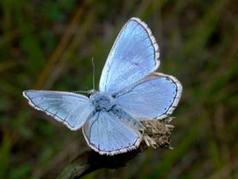 Lysandra bellargus Rott. adulte - Philippe Mothiron