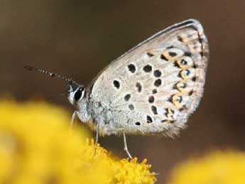 Plebejus bellieri Obth. adulte - ©Christophe Germain