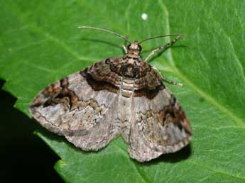 Pareulype berberata D. & S. adulte - Yann Duquef