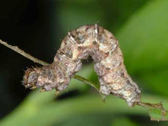  Chenille de Pareulype berberata D. & S. - ©Wolfgang Wagner, www.pyrgus.de