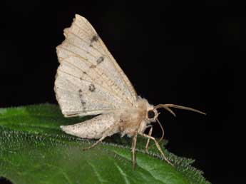 Odontopera bidentata Cl. adulte - ©Philippe Mothiron