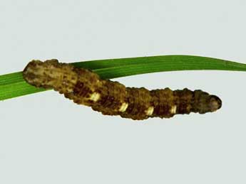  Chenille de Idaea blaesii Lenz & Hausm. - ©Claude Tautel