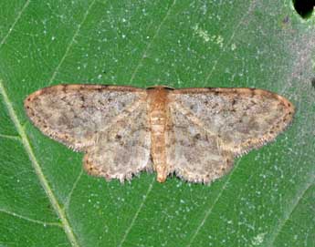 Idaea blaesii Lenz & Hausm. adulte - ©Philippe Mothiron