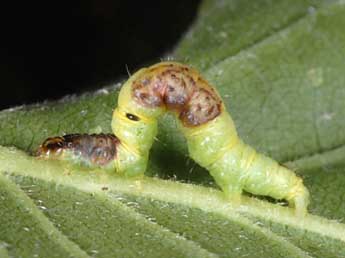  Chenille de Venusia blomeri Curt. - ©Wolfgang Wagner, www.pyrgus.de