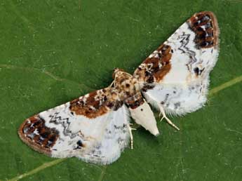 Eupithecia breviculata Donz. adulte - ©Daniel Morel