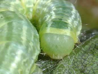  Chenille de Operophtera brumata L. - Philippe Mothiron