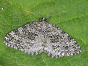 Entephria caesiata D. & S. adulte - Philippe Mothiron