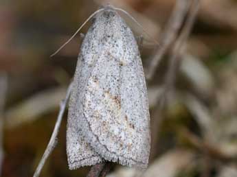 Chemerina caliginearia Rbr adulte - Emmanuel Ruiz