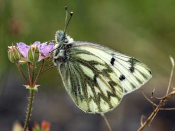 Pontia callidice Hb. adulte - ©Daniel Morel