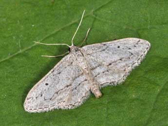 Idaea calunetaria Stgr adulte - Philippe Mothiron