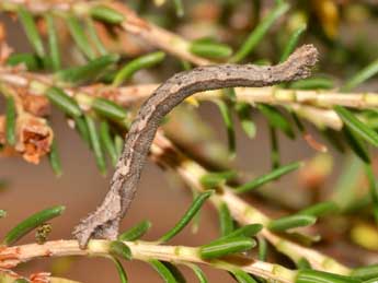  Chenille de Idaea calunetaria Stgr - Lionel Taurand