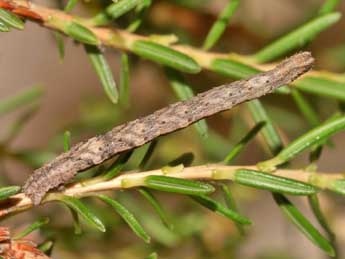  Chenille de Idaea calunetaria Stgr - Lionel Taurand