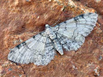 Eupithecia carpophagata Stgr adulte - ©Daniel Morel