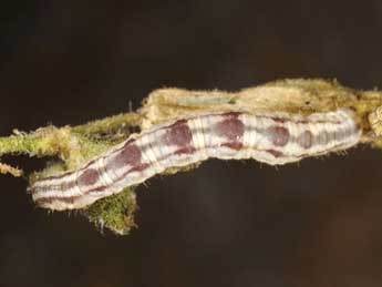  Chenille de Eupithecia carpophagata Stgr - Wolfgang Wagner, www.pyrgus.de