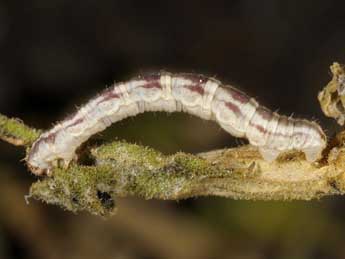  Chenille de Eupithecia carpophagata Stgr - Wolfgang Wagner, www.pyrgus.de