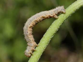  Chenille de Scotopteryx chenopodiata L. - ©Michel Billard