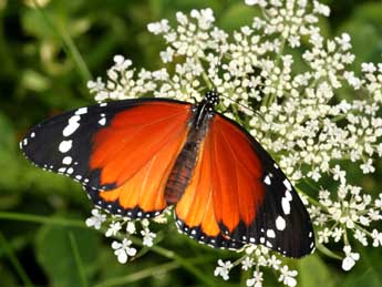 Danaus chrysippus L. adulte - ©Daniel Morel