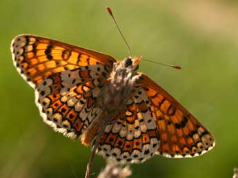 Melitaea cinxia L. adulte - ©Alex Corge