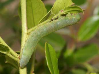  Chenille de Gonepteryx cleopatra L. - ©Pierre Gros