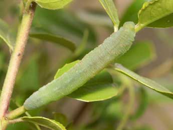  Chenille de Gonepteryx cleopatra L. - Pierre Gros