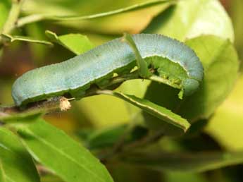  Chenille de Gonepteryx cleopatra L. - Pierre Gros