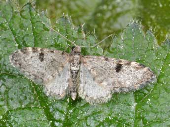 Eupithecia manniaria H.-S. adulte - Philippe Mothiron