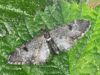 Eupithecia manniaria H.-S. adulte - Philippe Mothiron