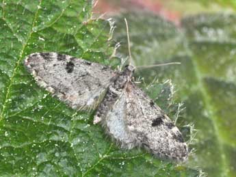 Eupithecia manniaria H.-S. adulte - ©Philippe Mothiron