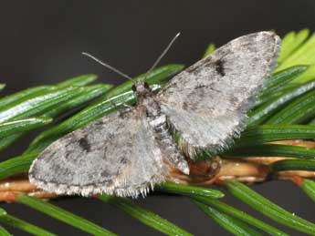 Eupithecia manniaria H.-S. adulte - ©Philippe Mothiron