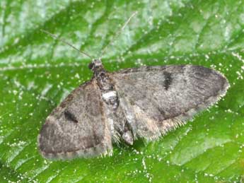 Eupithecia manniaria H.-S. adulte - Philippe Mothiron