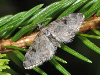 Eupithecia manniaria H.-S. adulte - ©Philippe Mothiron