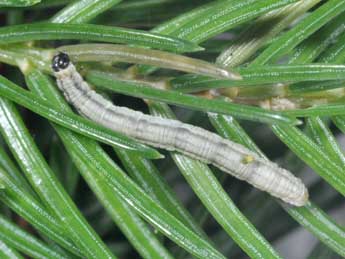  Chenille de Eupithecia manniaria H.-S. - Philippe Mothiron