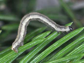  Chenille de Eupithecia manniaria H.-S. - ©Philippe Mothiron