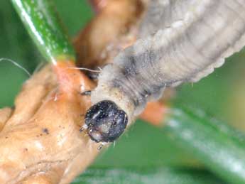  Chenille de Eupithecia manniaria H.-S. - ©Philippe Mothiron