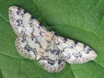 Idaea contiguaria Hb. adulte - ©Daniel Morel