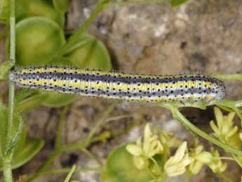  Chenille de Euchloe crameri Butler - Wolfgang Wagner, www.pyrgus.de