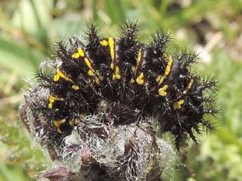  Chenille de Euphydryas cynthia D. & S. - ©Jean-Pierre Lamoline