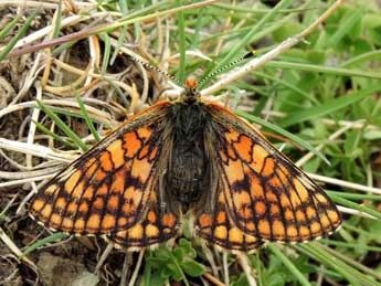 Euphydryas cynthia D. & S. adulte - Jean-Pierre Lamoline