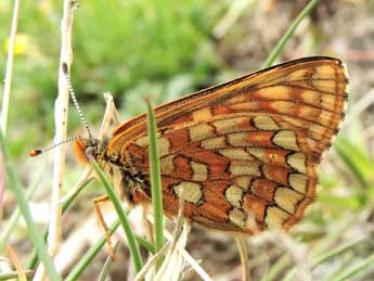 Euphydryas cynthia D. & S. adulte - Jean-Pierre Lamoline