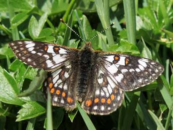 Euphydryas cynthia D. & S. adulte - ©Jean-Pierre Lamoline