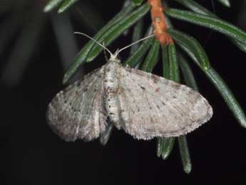 Pasiphila debiliata Hb. adulte - Philippe Mothiron