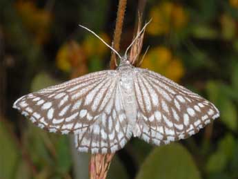 Schistostege decussata D. & S. adulte - ©Wolfgang Wagner, www.pyrgus.de