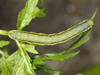  Chenille de Schistostege decussata D. & S. - ©Wolfgang Wagner, www.pyrgus.de