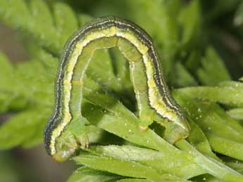  Chenille de Schistostege decussata D. & S. - Wolfgang Wagner, www.pyrgus.de