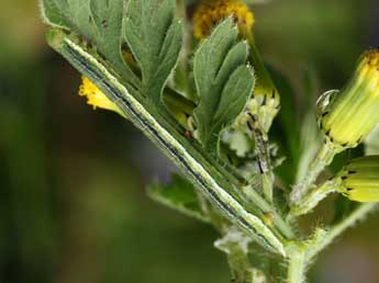  Chenille de Schistostege decussata D. & S. - ©Daniel Morel