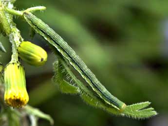  Chenille de Schistostege decussata D. & S. - ©Daniel Morel